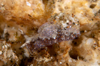 Elysia sp,.1 (Elysia sp.1)