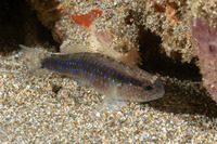 Asterropteryx striata (Striped Goby)