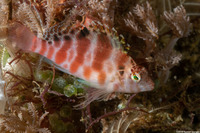 Cirrhitichthys aprinus (Threadfin Hawkfish)