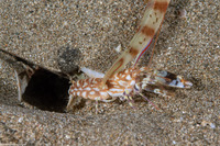 Alpheus bellulus (Tiger Snapping Shrimp)