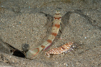Alpheus bellulus (Tiger Snapping Shrimp)
