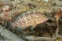 Epinephelus areolatus (Areolate Grouper)
