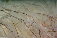 Caprella sp.1 (Skeleton Shrimp)