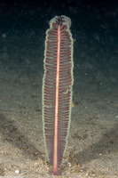 Virgularia sp.2 (Virgularia sp.2)