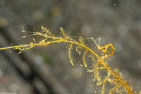 Caprella sp.1 (Skeleton Shrimp)