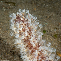 Cavernularia sp.1 (Cavernularia sp.1)