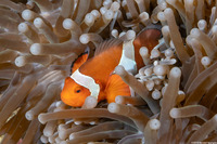 Amphiprion ocellaris (False Clown Anemonefish)