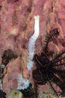 Euapta sp.2 (Euapta sp.2)