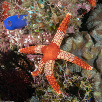 Fromia monilis (Peppermint Sea Star)