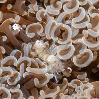 Ancylomenes venustus (Graceful Anemone Shrimp)