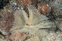 Sabellastarte sp.1 (Feather Duster Worm)