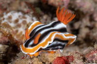 Chromodoris magnifica (Magnificent Chromodoris)