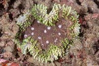 Lobophyllia valenciennesi (Lobophyllia Valenciennesi)