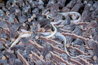 Siokunichthys nigrolineatus (Mushroom Coral Pipefish)