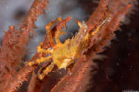 Xenocarcinus conicus (Conical Spider Crab)