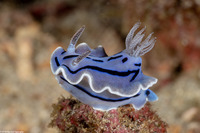 Chromodoris willani (Willan's Chromodoris)