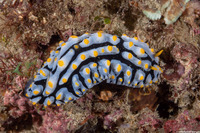 Phyllidia varicosa (Varicose Phyllidia)