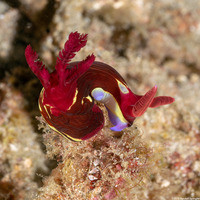Nembrotha chamberlaini (Chamberlain's Nembrotha)