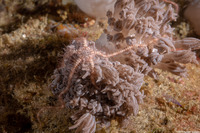 Ophiothrix purpurea (Dark Red-Spined Brittle Star)
