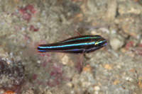Ostorhinchus nigrofasciatus (Blackstripe Cardinalfish)