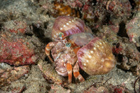Dardanus pedunculatus (Anemone Hermit Crab)
