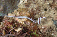 Baseodiscus hemprichii (Striped Ribbon Worm)
