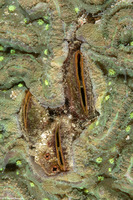 Septifer bilocularis (Box Mussel)