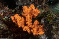 Stylissa carteri (Stylissa Carteri)