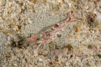 Metapenaeopsis sp.1 (Metapenaeopsis sp.1)