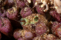 Herdmania momus (Herdman's Sea Squirt)