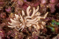 Phyllodesmium briareum (Yellow-Tipped Phyllodesmium)