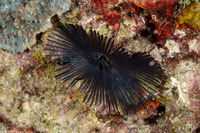 Sabellastarte sp.1 (Feather Duster Worm)