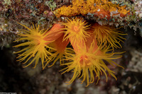 Tubastraea coccinea (Orange Cup Coral)