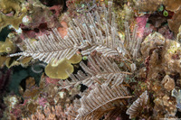 Pachyrhynchia cuppressina (Stinging Hydroid)