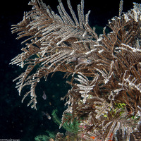 Pachyrhynchia cuppressina (Stinging Hydroid)