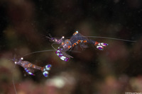 Ancylomenes luteomaculatus (Yellow-Spotted Anemone Shrimp)