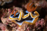 Chromodoris strigata (Streaked Chromodoris)