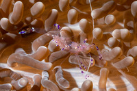 Ancylomenes sarasvati (Sarasvati Anemone Shrimp)