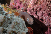 Gymnothorax thyrsoideus (White-Eyed Moray)