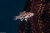 Bodianus dictynna (Redfin Hogfish)