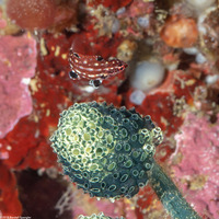 Bodianus dictynna (Redfin Hogfish)