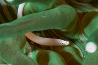 Siokunichthys nigrolineatus (Mushroom Coral Pipefish)