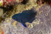 Pomacentrus brachialis (Charcoal Damsel)