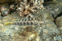 Parapercis cylindrica (Sharpnose Sandperch)