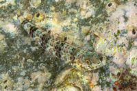 Synodus variegatus (Reef Lizardfish)