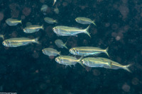 Atherinomorus lacunosus (Robust Silverside)