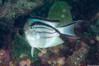 Genicanthus lamarck (Blackstriped Angelfish)