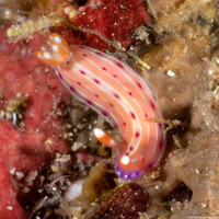 Hypselodoris cf. maculosa (One-Ring Hypselodoris)