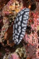 Phyllidiella pustulosa (Pustulose Phyllidia)