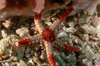 Fromia monilis (Peppermint Sea Star)